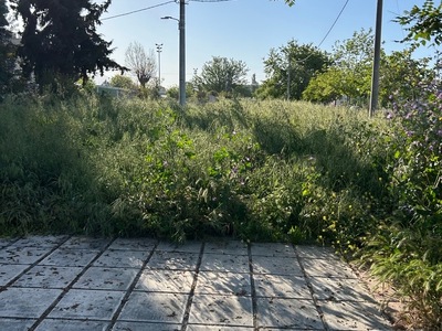 ΧΟΡΤΑ ΣΤΗΝ ΘΕΤΙΔΟΣ ΠΟΝΤΙΚΙΑ   (ΟΙΚΟΠΕΔΟ)