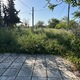 ΧΟΡΤΑ ΣΤΗΝ ΘΕΤΙΔΟΣ ΠΟΝΤΙΚΙΑ   (ΟΙΚΟΠΕΔΟ)