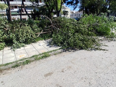 Μετα κλαδεμα  Μουσων 13/3