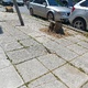 Ζημιά σε πλάκες πεζοδρόμιου  Αιγαίου