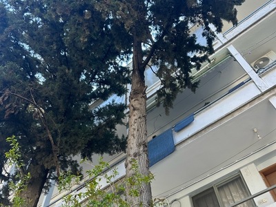 Επικινδυνο δεντρο!  Αμφιτρίτης 8,