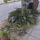Κερασουντος κλαδια κτλ ... σκουπισμα