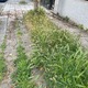 βρωμια και θαμνοι   διασταύρωση Αργοναυτών και Μοσχονησίων