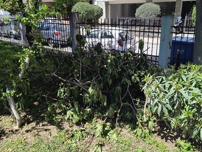 Πεταμένα κλαδιά στο πάρκο των Χαμένων Πατρίδων