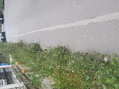 ΚΑΘΑΡΙΣΜΟΣ ΠΕΖΟΔΡΟΜΊΩΝ ΑΠΟ ΑΓΡΙΟΧΟΡΤΑ  Ριζούντος με Κομνηνών