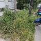 Καθαρισμος πεζοδρομιου απο χορτα  Λουκιανου