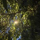 Κλάδεμα - φρεάτιο σε πάρκο Στρογγυλη με Γεννηματα  Στρογγύλη με Γεννηματα περιοχή Αγιος Ιωάννης