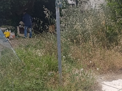 Καθαρισμός νησίδας πρασίνου αποξήλωση βλάστησης