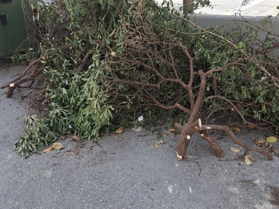 Κυζικου  κλαδεμα τα παρατησαν ετσι ... και μετα σκουπισμα ... και ελεγχος και αλλου ...