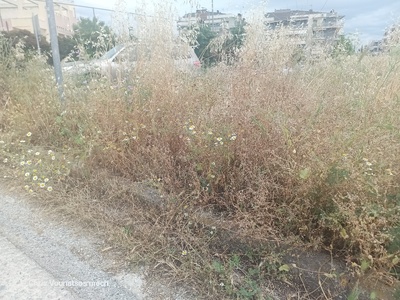 κοπή χόρτων διασταύρωση κ περιξ της ιεροψαλτών