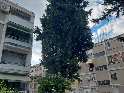 δεντρα κλαδοι  Φοίβου