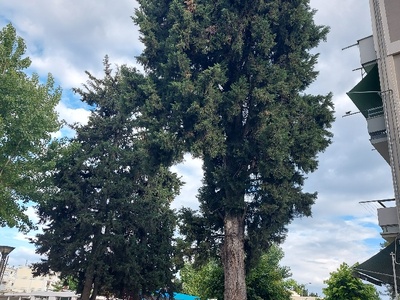 δεντρα κλαδοι  Φοίβου