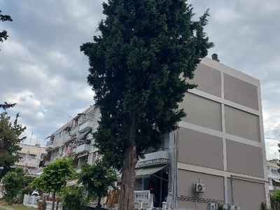 δεντρα κλαδοι  Φοίβου