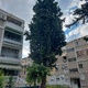 δεντρα κλαδοι  Φοίβου