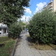 κουρεμα τα φυτά  Μητροπολίτου Καλλίδου
