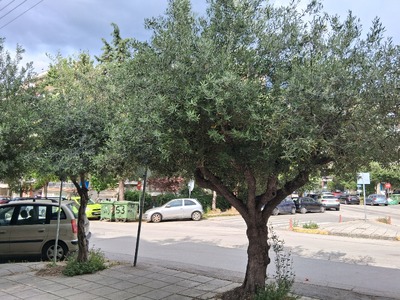 ΕΠΙΚΕΙΜΕΝΗ ΚΟΠΗ ΔΕΝΤΡΩΝ συμβολή των οδών Καραβαγγέλη, Ζηργάνου και Ιωνίας (περιοχή Βότση).