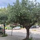 ΕΠΙΚΕΙΜΕΝΗ ΚΟΠΗ ΔΕΝΤΡΩΝ συμβολή των οδών Καραβαγγέλη, Ζηργάνου και Ιωνίας (περιοχή Βότση).