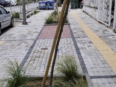 Κλίση νεοφυτευμένου δένδρου  	Αργοναυτών