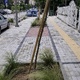 Κλίση νεοφυτευμένου δένδρου   Αργοναυτών