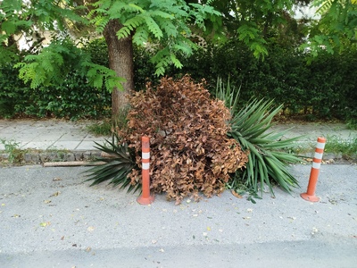Κομμένα κλαδιά δένδρων στην οδό Κύμης 40
