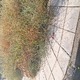 Χόρτα Φ. Κόντογλου