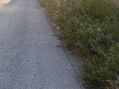 ΚΟΠΗ ΒΛΑΣΤΗΣΗΣ  ΟΔΟΥ ΔΕΛΗΓΙΑΝΝΙΔΗ