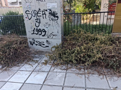 Τα αφησαν ετσι μετα κλαδεμα  Ι πασσαλιδη