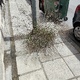 κοπή χόρτων Κωνσταντινου Καραμανλή