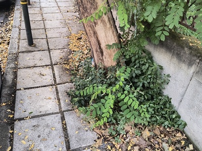 Εικόνα εγκατάλειψης  Μητροπολίτου Ιωσήφ & Δαβάκη