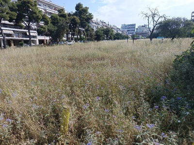 ΑΚΑΘΑΡΙΣΤΟ ΟΙΚΟΠΕΔΟ ΑΠΕΝΑΝΤΙ ΑΠΟ ΤΟ ΜΙΣΤΡΑΛ    ΤΗΝΟΥ