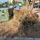 Στοιβα κλαδια  Μητρ . Κυδωνιων