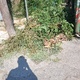 Ξεχασμενα  κλαδια αρκετα   καθαρισμος  Βλαχερνων