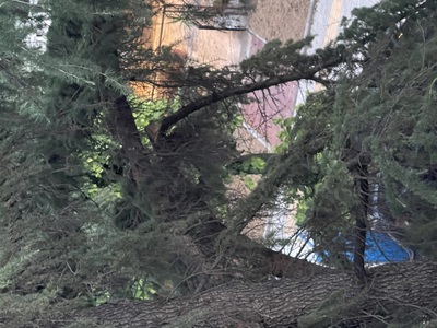Σπασμένο κλαδί  	Θερμαϊκού