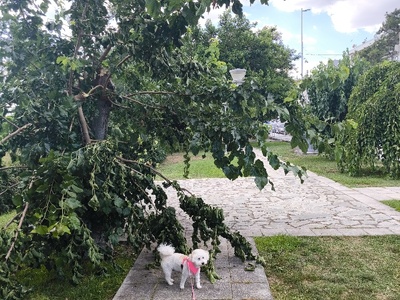 Επικικδυνο δεντρο Πλαστηρα