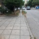 Πρενεζ    καθαρισμα  και σκουπισμα  Καλαβρυτων