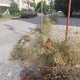 καθαριοτητα  στο πεζοδρόμιό   επι οδος Ισμηνης