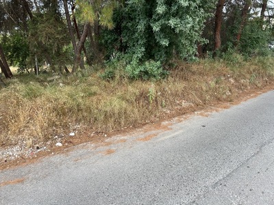 κοπη ευφλεκτης αυτοφειους βλαστησης επι της οδου Α. Παπανδρεου στη συμβολη της με την οδο Τσαγγαλιδη