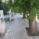 Αναγκη για κλαδεμα
