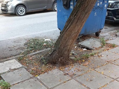 Επικίνδυνη κλίση δέντρου