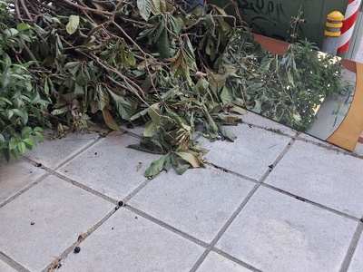 Τα πεταξαν  Ι πασσαλαδη