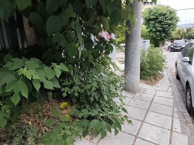 κλάδεμα  	Δημητρίου Καραολή & Μητροπολίτου Καλλίδου