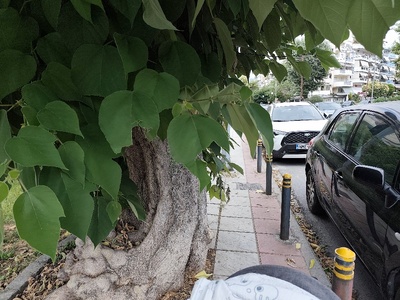 κλάδεμα  	Δημητρίου Καραολή & Μητροπολίτου Καλλίδου