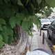 κλάδεμα   Δημητρίου Καραολή & Μητροπολίτου Καλλίδου