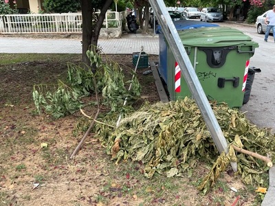 ΤΥΡΟΛΟΗΣ  κλαδιά - σίδερα