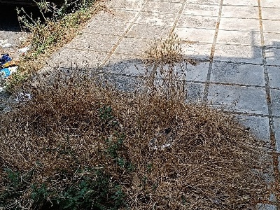 καθαρισμός κενών δεντροδοχων απο αγριόχορτα  Ιωνιας