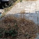 καθαρισμός κενών δεντροδοχων απο αγριόχορτα  Ιωνιας
