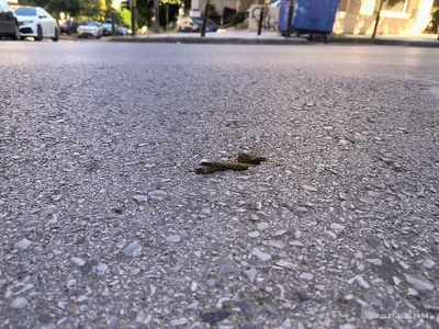 Επικίνδυνο σίδερο στη προεξέχει στην άσφαλτο  Αιγαίου