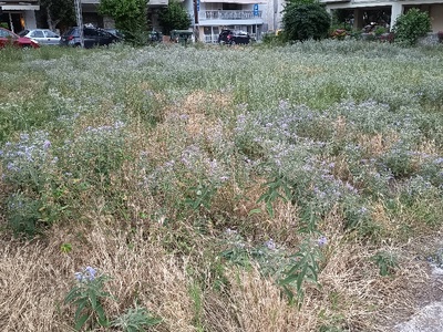 Καθαρισμός παρκου των Ρόδων  	Ηροδότου