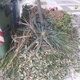 Κλαδιά στο πεζοδρόμιο  Αιγαίου