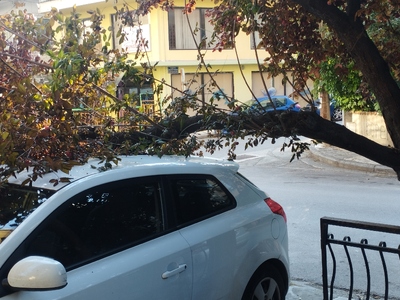 Έπεσε κλαδί στο αμάξι μου  Ολυμπιάδος